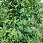 Hrab obyčajný (Carpinus betulus)  ´PENDULA´ - výška 200-250 cm, kont. C130L